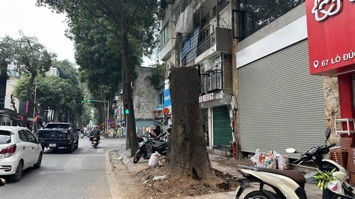 Hà Nội: Vì sao cây sao đen trăm tuổi trên phố Lò Đúc bị đốn hạ?