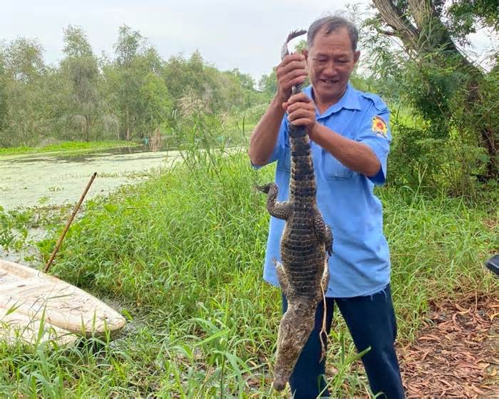 Vụ 8 con cá sấu sổng chuồng ở Kiên Giang: Kiến nghị thanh lý cả đàn, mở cửa công viên trở lại