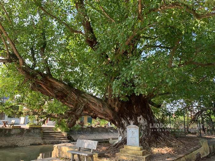 Chiêm ngưỡng 3 cặp đại lão bồ đề là cây di sản ở Nam Định