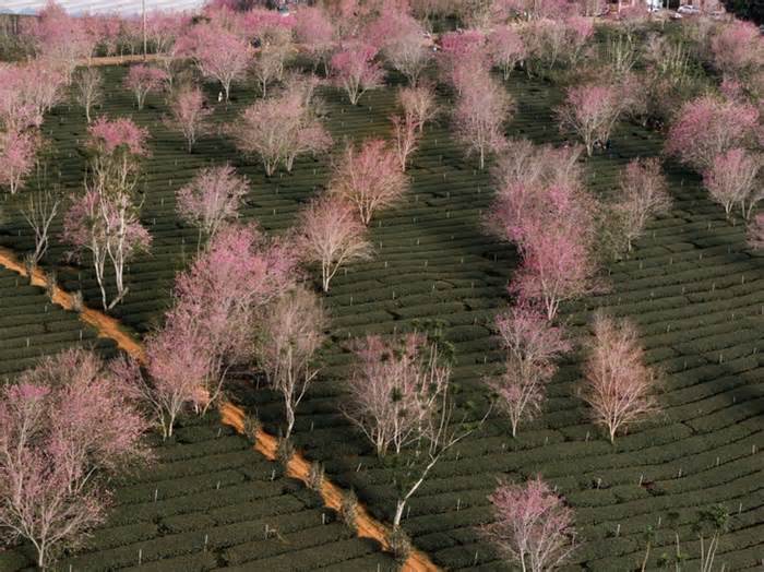 Đà Lạt làm bản đồ số săn mai anh đào theo thời gian thực trên nền tảng Google Maps