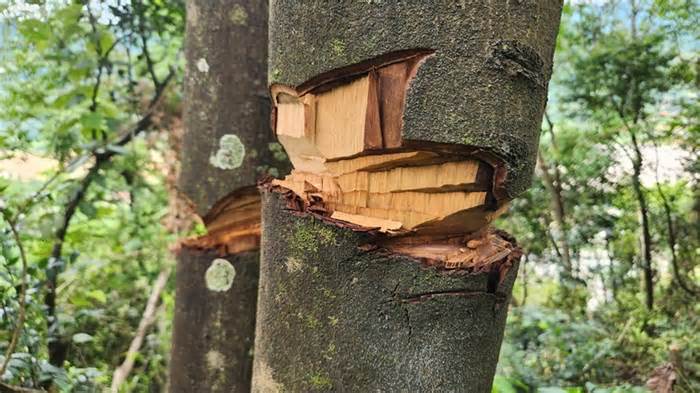 Công an vào cuộc vụ hàng nghìn mét vuông rừng tự nhiên bị chặt phá bất thường ở Thanh Hoá