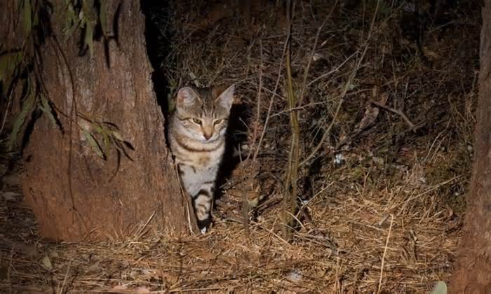 Cuộc thi tiêu diệt mèo hoang ở New Zealand