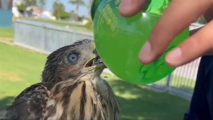 Người đàn ông bị kết án tù vì cho chim ưng uống đồ có cồn