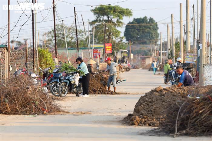 Đào Nhật Tân từ phố về vườn, chờ 'hồi sinh' cho Tết năm sau