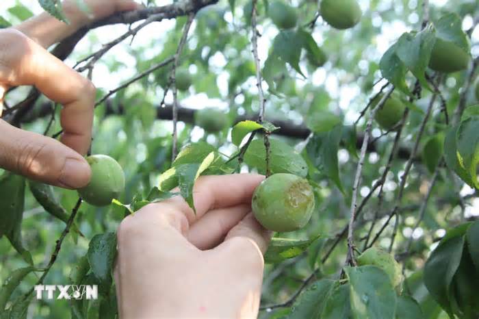 Sơn La: Dông lốc, mưa đá làm hư hại hàng trăm ha táo mèo, mận hậu, mơ
