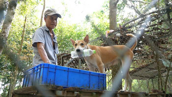 Đến Phú Quốc xem chó đua, nhặt rác, chinh phục độ cao