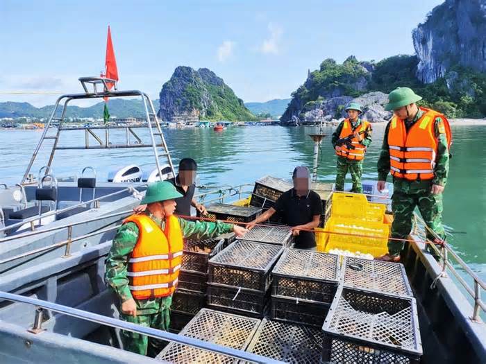 Xác minh nguồn gốc 14.000 gà, vịt con trên xuồng máy tại vùng biển Quảng Ninh