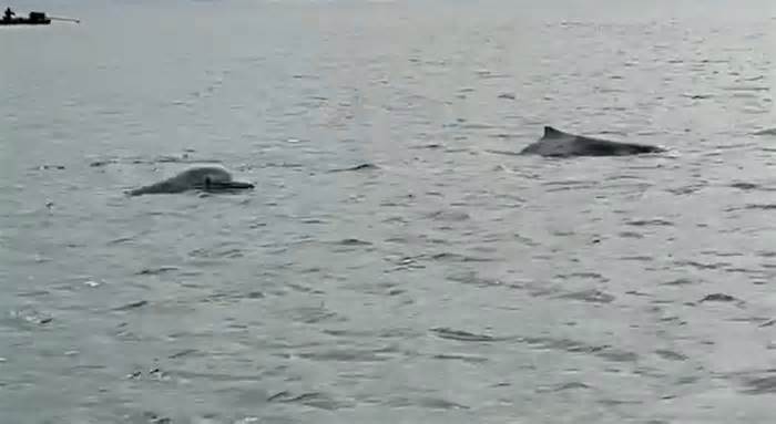 Đàn cá heo 6 con xuất hiện gần đảo Cái Chiên, Quảng Ninh