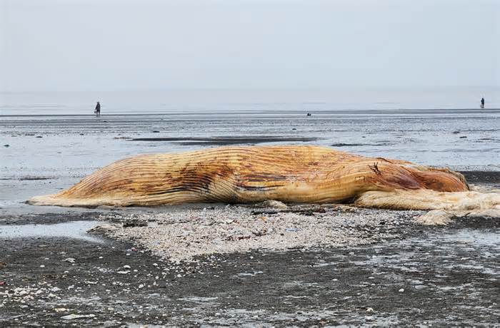 Xác cá voi hơn 3 tấn dạt vào bờ biển Nghệ An