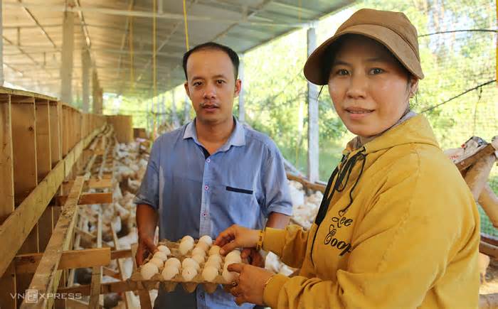 Khởi nghiệp nuôi gà 'nhân đạo'