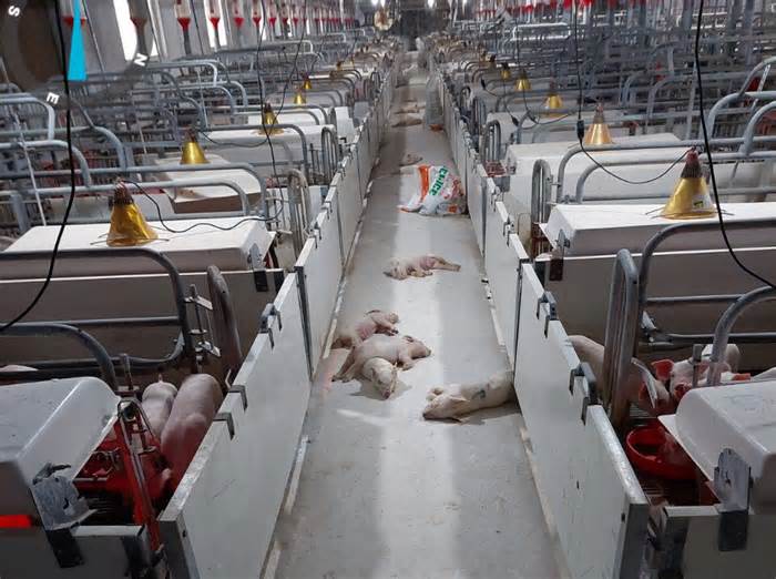 Vụ trại lợn Hoà Phát gây ô nhiễm: Gần 500 con lợn chết vì... thiếu cám