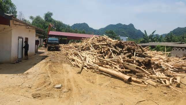 Xử lý nhiều vi phạm trong thu mua, chế biến gỗ keo ở Thanh Hoá