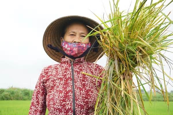 Hơn 1.000 ha lúa ở Quảng Ngãi bị chuột cắn phá