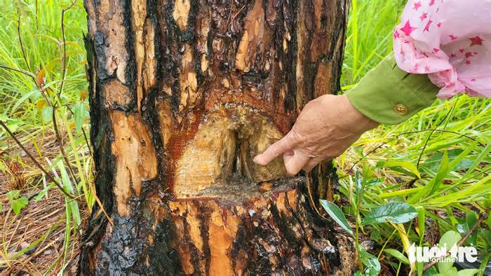 Rừng thông ở Lâm Đồng lại bị đầu độc