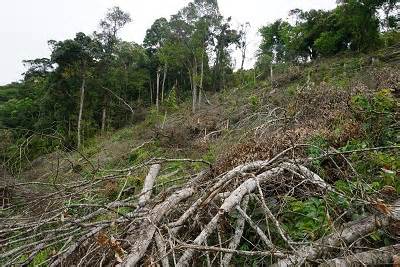 Phá 4.400m2 rừng tự nhiên, một cá nhân bị phạt hơn 160 triệu đồng