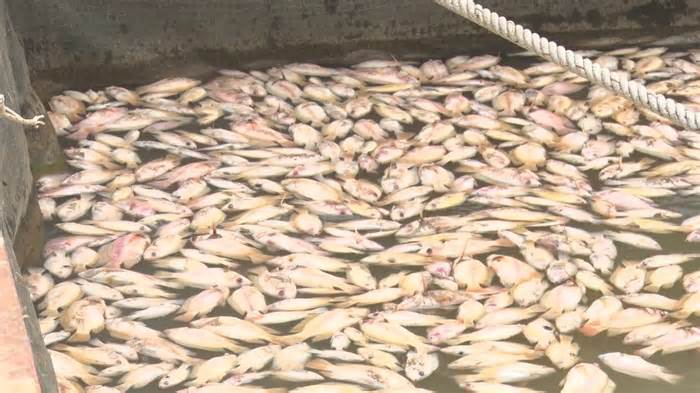 Hàng chục tấn cá nổi trắng sông Krông Nô