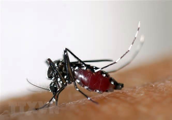 Lào ghi nhận hơn 30.000 ca sốt xuất huyết, 17 người tử vong