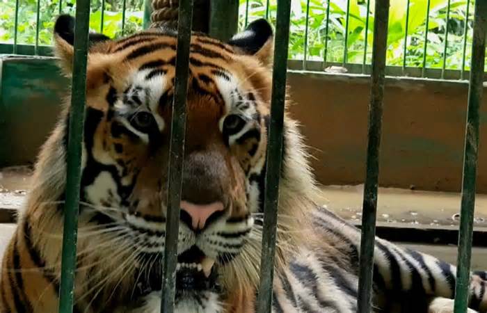 Tương lai nào cho 7 con hổ hoang dã nuôi ở Phong Nha - Kẻ Bàng?