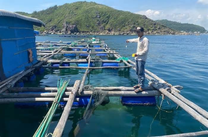 Khởi tố nhóm đối tượng ở Đắk Lắk trộm cắp tôm hùm đem bán lấy tiền tiêu xài