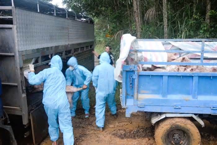 Chở lợn qua vùng dịch bệnh, chủ xe ở Đà Nẵng bị buộc tiêu hủy toàn bộ