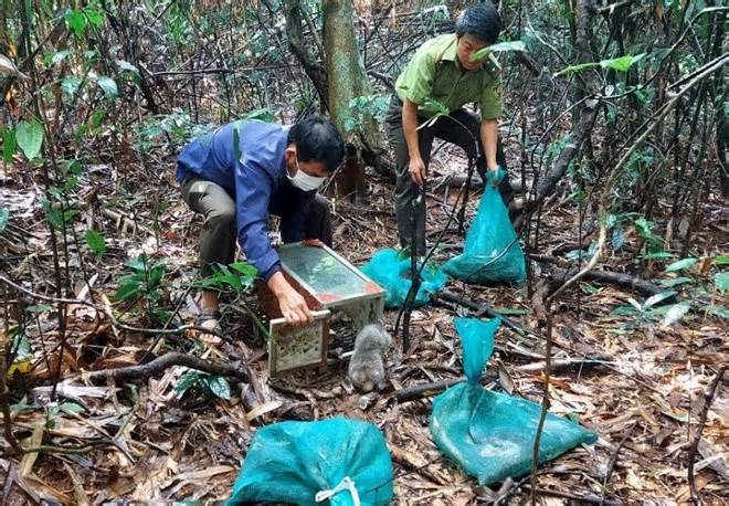 8 cá thể kỳ đà nguy cấp, quý hiếm ở Đắk Nông được thả về rừng