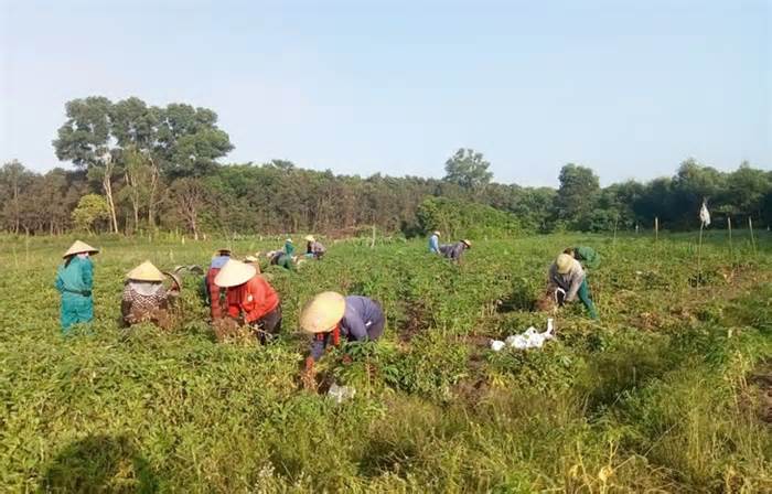 Những 'mùa vàng' ở xã ven biển Vĩnh Hoàng