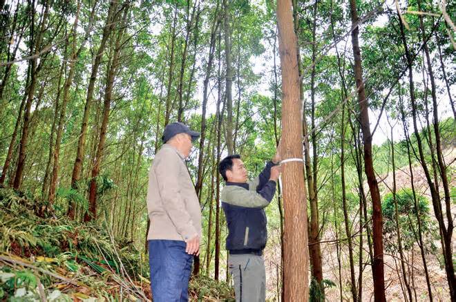 Nông dân tỉnh Tuyên Quang thoát nghèo nhờ kinh tế rừng