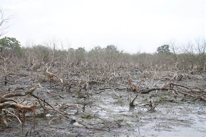 Xót xa gần 7 hecta rừng ngập mặn ở Quảng Nam chết khô