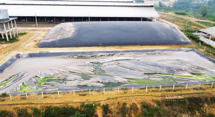 Trại bò sữa lớn nhất Tuyên Quang gây ô nhiễm: Địa phương chậm xử lý