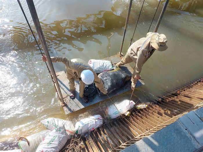 Bình Dương đề nghị Bình Phước cùng xử lý vụ vứt heo chết xuống kênh