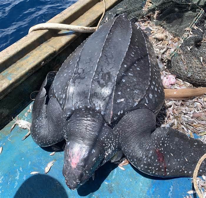 Rùa nặng 200 kg mắc lưới ngư dân