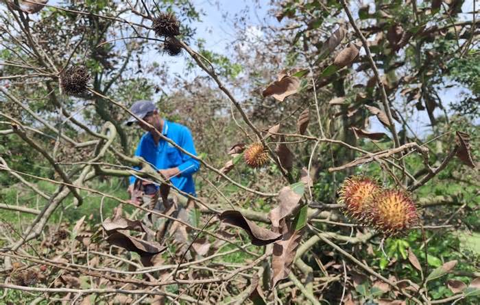 Cây ăn trái chết hàng loạt ở Vĩnh Long, lãnh đạo huyện chỉ đạo khẩn