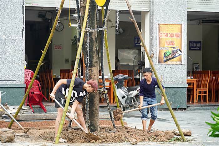 Dọn, cứu cây xanh: Người ít nhưng việc quá nhiều