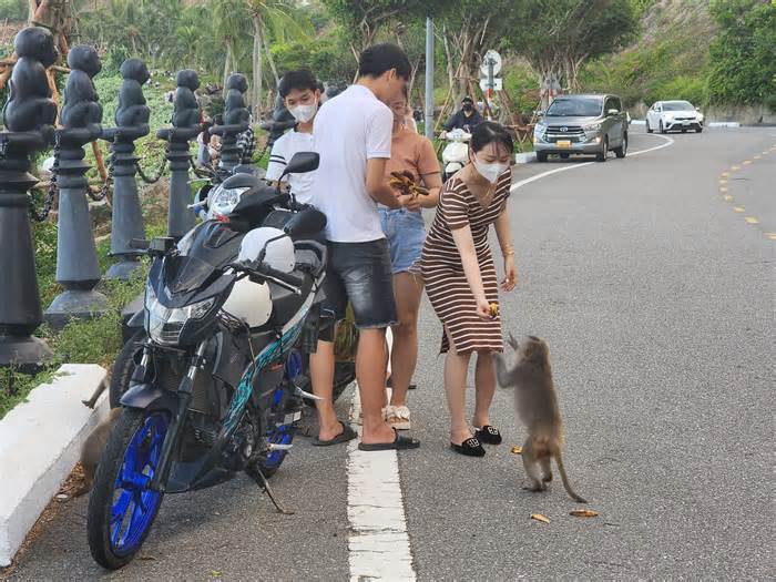 Người dân, du khách bất chấp biển cấm, vô tư cho khỉ Sơn Trà ăn