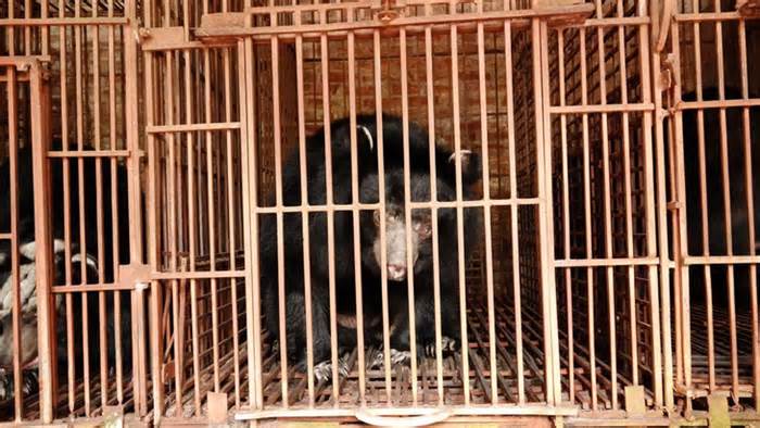 Cứu hộ 5 con gấu bị nuôi nhốt hơn 20 năm ở Hà Nội