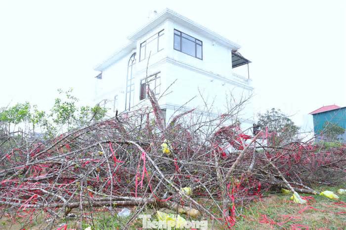 Xót xa hàng trăm cành đào bị chặt bỏ, chất đống bên đường