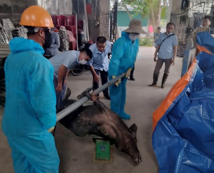Bùng phát dịch tả lợn châu Phi tại Quảng Ninh thông qua việc vận chuyển lợn