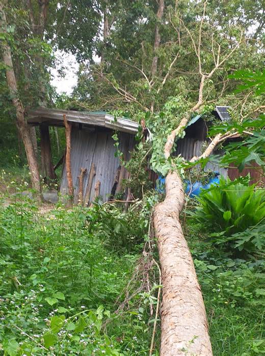 Nghi lâm tặc cưa cây đè sập chốt kiểm lâm ở Khánh Hòa để trả thù