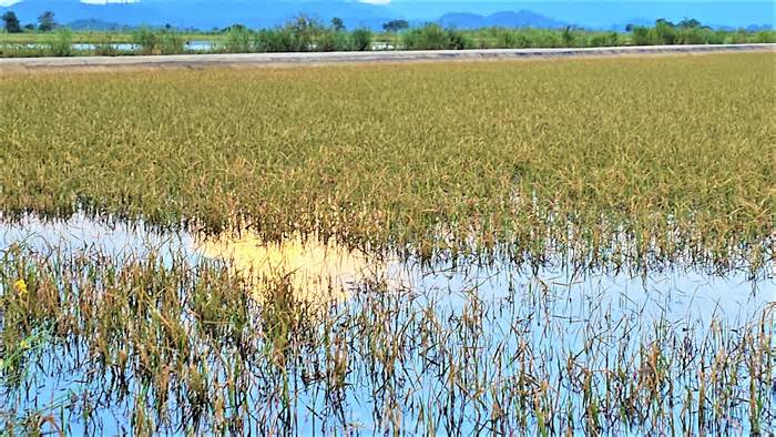 Lúa phải bỏ vì chìm trong nước lũ, dân ngậm ngùi lo cơm gạo ngày mai