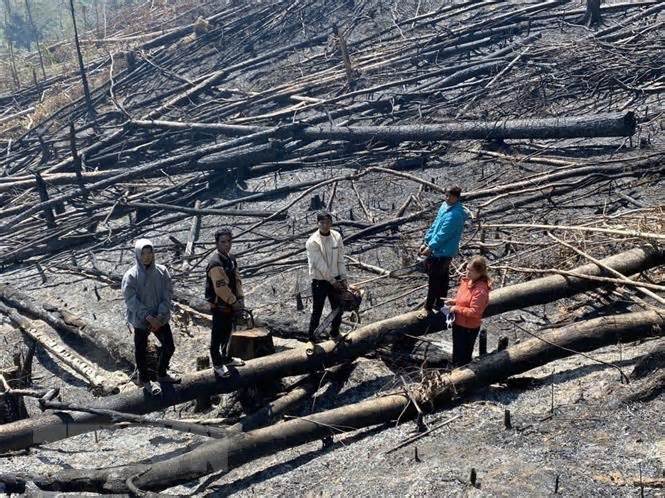 Lâm Đồng: Tạm giữ 5 đối tượng để điều tra hành vi phá rừng phòng hộ