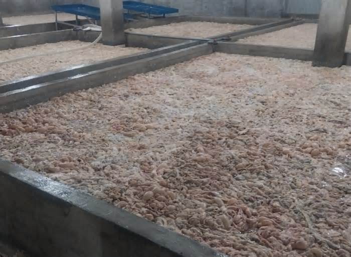 Bắc Ninh: Phát hiện, tiêu hủy hơn 7 tấn lòng lợn bốc mùi hôi thối