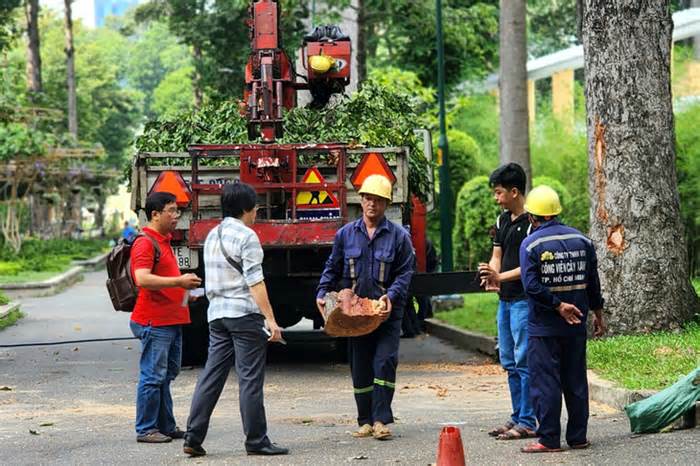 Sau sự cố cây xanh ở Tao Đàn làm chết người: Trung tâm Quản lý hạ tầng kỹ thuật xin lỗi người dân