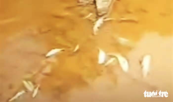 Cá suối chết bất thường ở thủ phủ khoáng sản Nghệ An