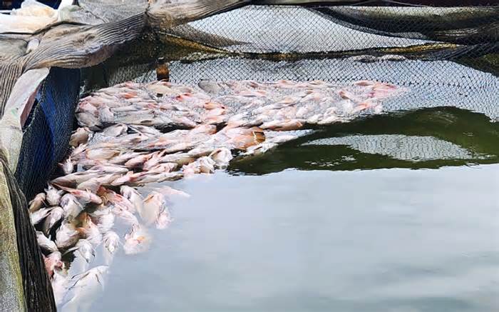 Cá chết la liệt trong hàng chục lồng nuôi ở Lâm Đồng