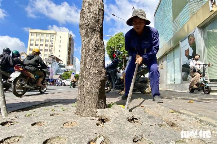 Gỡ xích, phá bê tông giải cứu cây xanh trên đường Nguyễn Thái Sơn