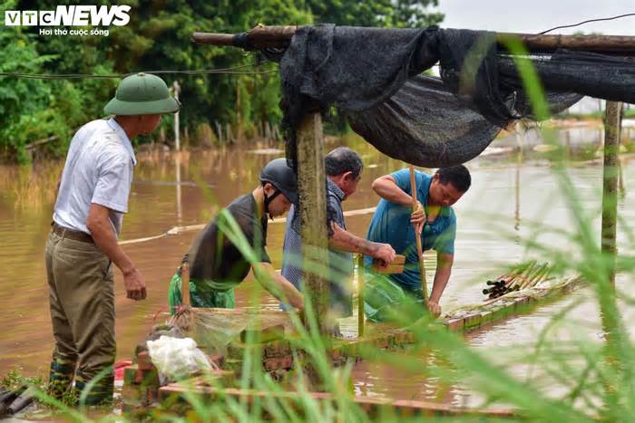 Hà Nội: Làng hoa Tây Tựu lao đao vì ngập, người dân gấp rút xả nước cứu vườn