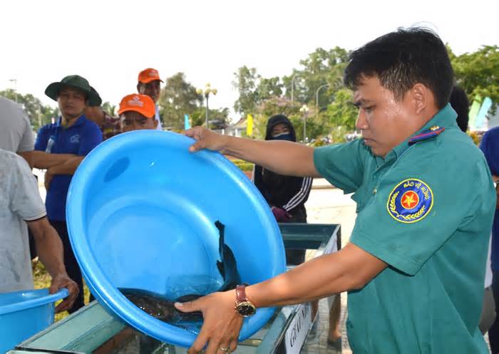 Độc lạ cuộc thi tìm kiếm 'quán quân' cá lóc đồng chính hiệu U Minh Hạ