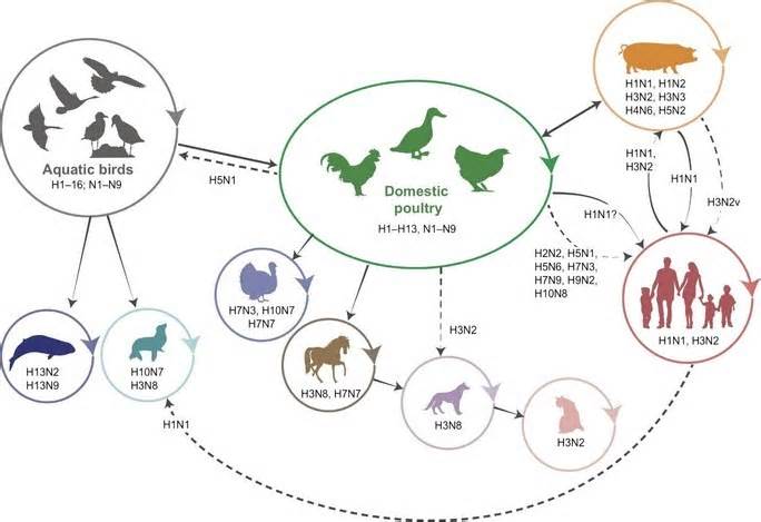 Nguy cơ cúm gia cầm H5N1 xâm nhập Việt Nam rất gần