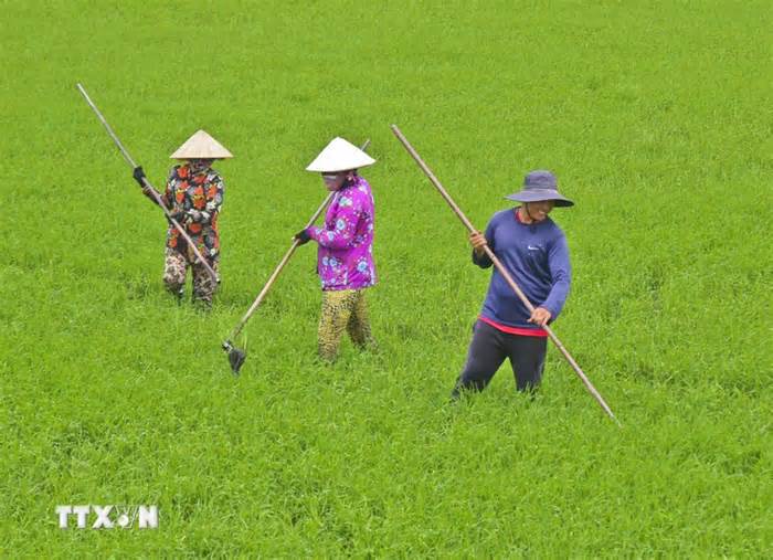 Thị trường nông sản tuần qua: Giá gạo Việt Nam xuất khẩu tăng nhẹ