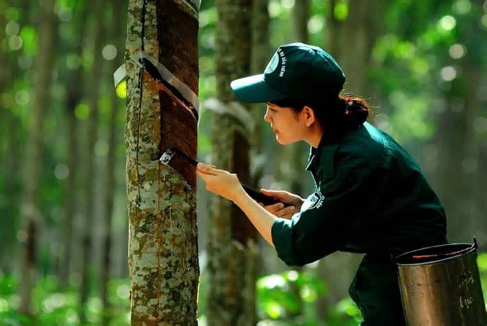 Thanh tra kết luận 7 lãnh đạo Tổng công ty Cao su Đồng Nai nhận lương ‘khủng’